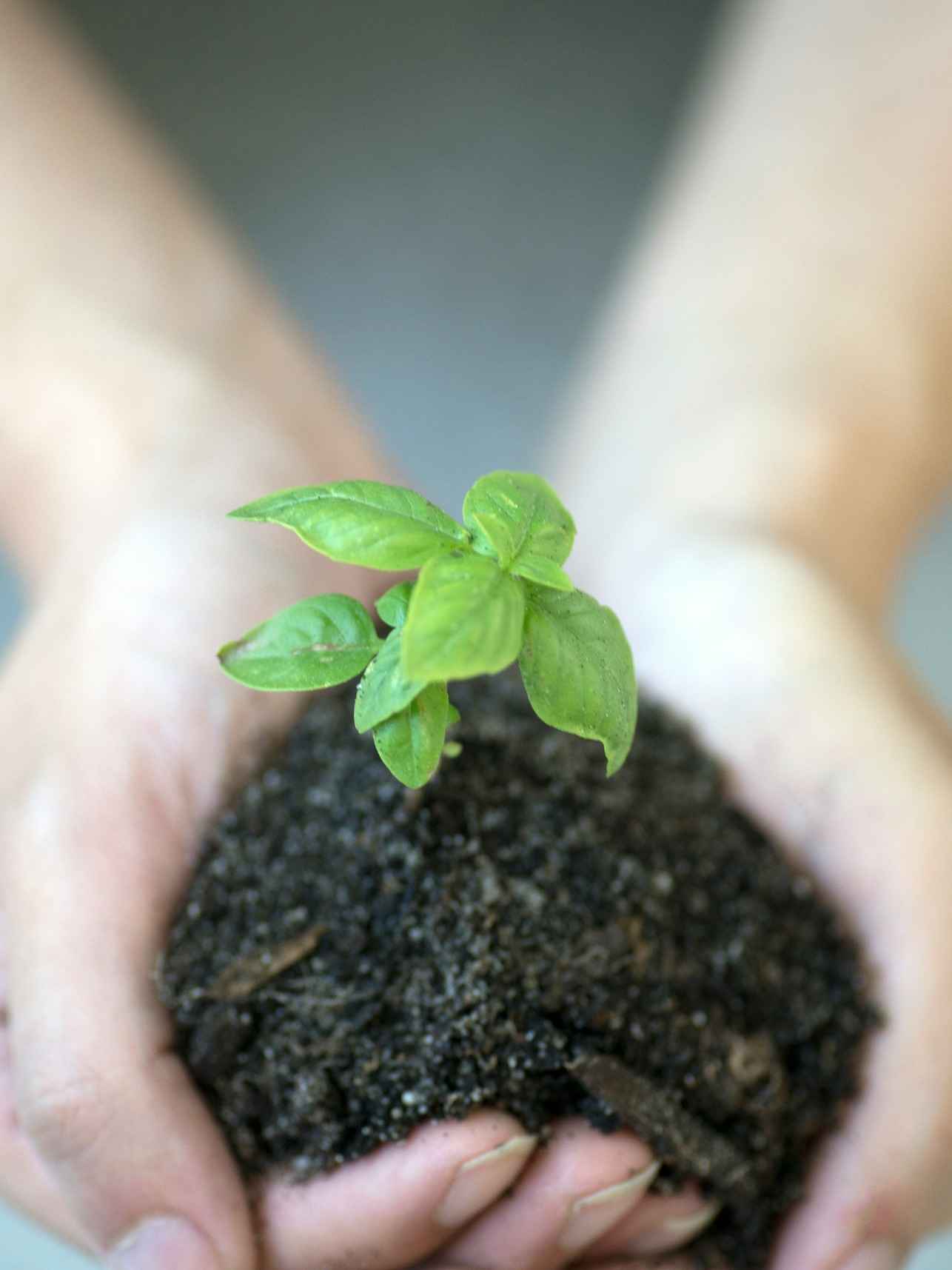 Hands holding a plant.