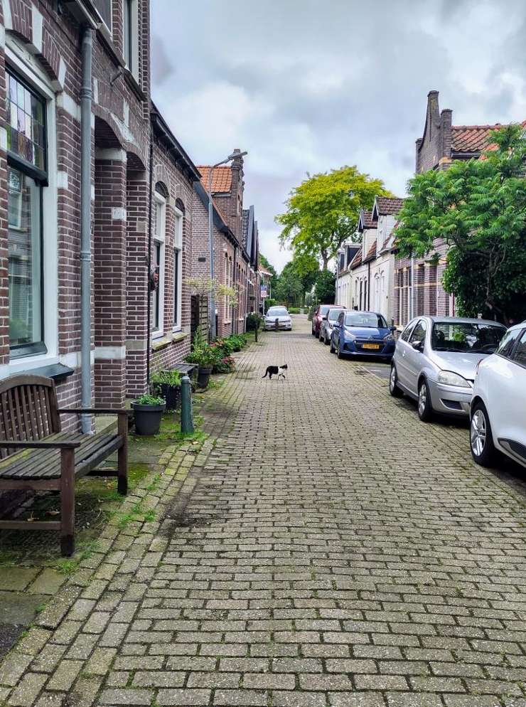 straat met huizen en een kat